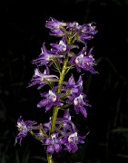 Delphinium - Larkspur